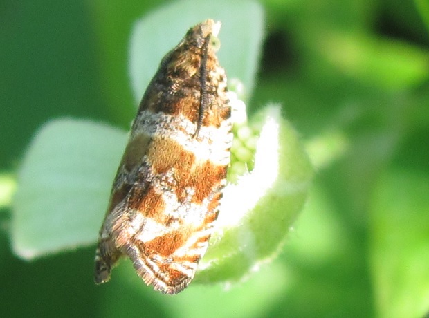 Celypha flavipalpana (Tortricidae)